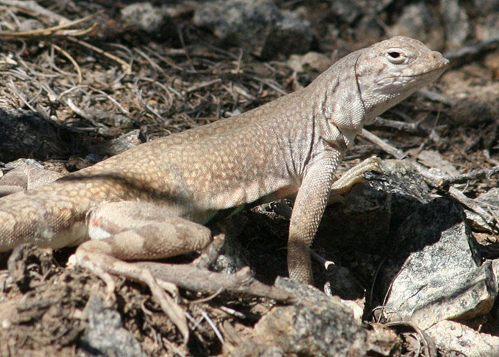Zebra-tailed Lizard; male