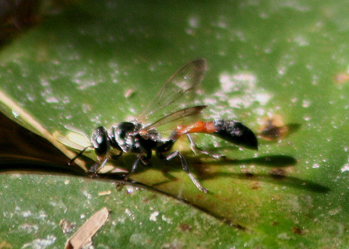 Trypargilum Square-headed Wasp species