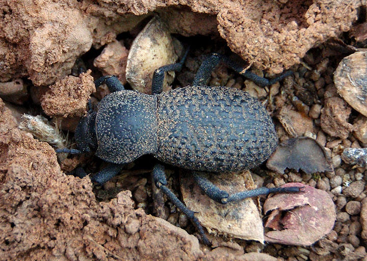 Cryptoglossa variolosa; Death-feigning Beetle species