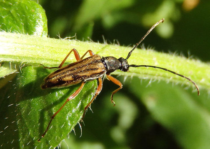 Analeptura lineola; Flower Longhorn species