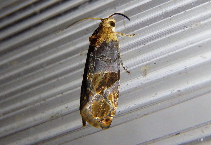 2711 - Paralobesia liriodendrana; Tulip-tree Leaftier Moth
