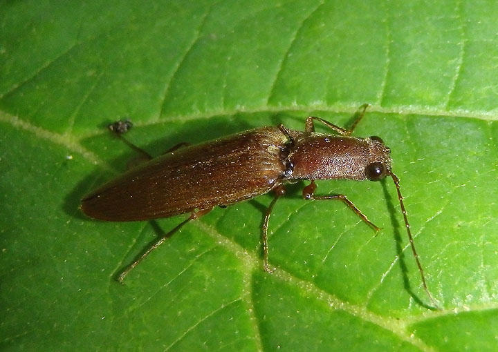 Ctenicera pyrrhos; Click Beetle species