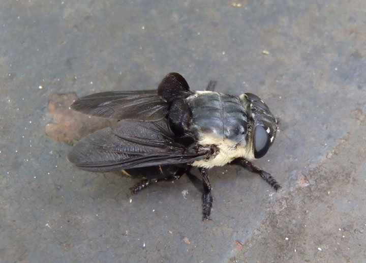 Cuterebra fontinella; Mouse Bot Fly