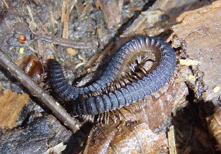 Abacion magnum; Millipede species
