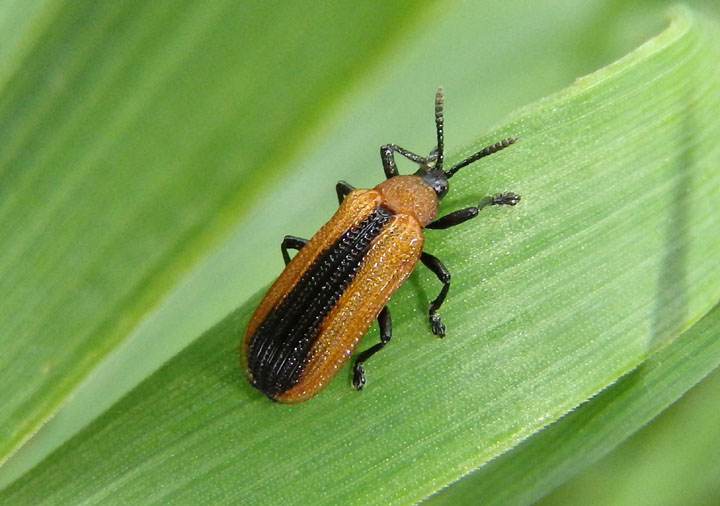 Odontota dorsalis; Locust Leaf Miner