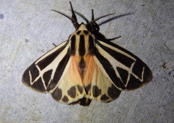 8169 - Apantesis phalerata; Harnessed Tiger Moth 