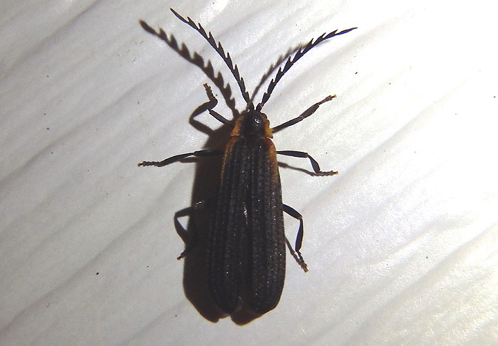 Leptoceletes basalis; Net-winged Beetle species; female