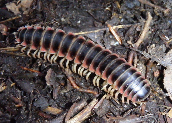 Sigmoria Flat-backed Millipede species