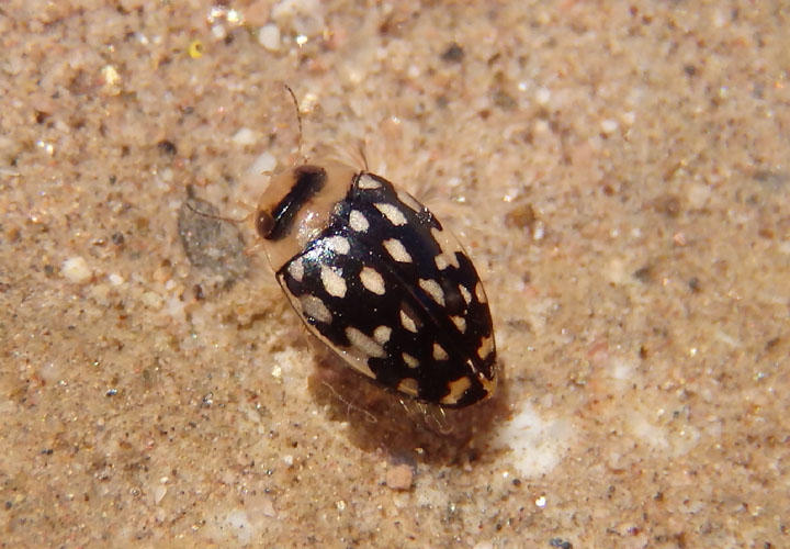 Laccophilus pictus coccinelloides; Predaceous Diving Beetle species
