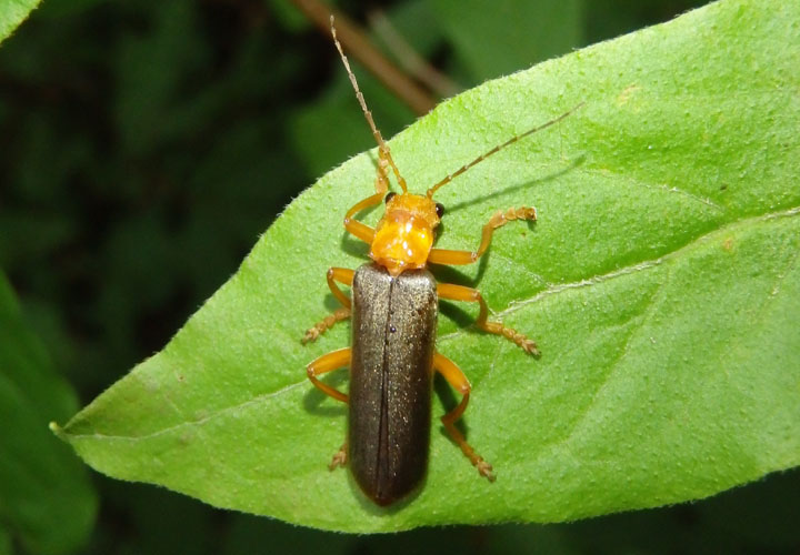 Cantharis rotundicollis; Soldier Beetle species