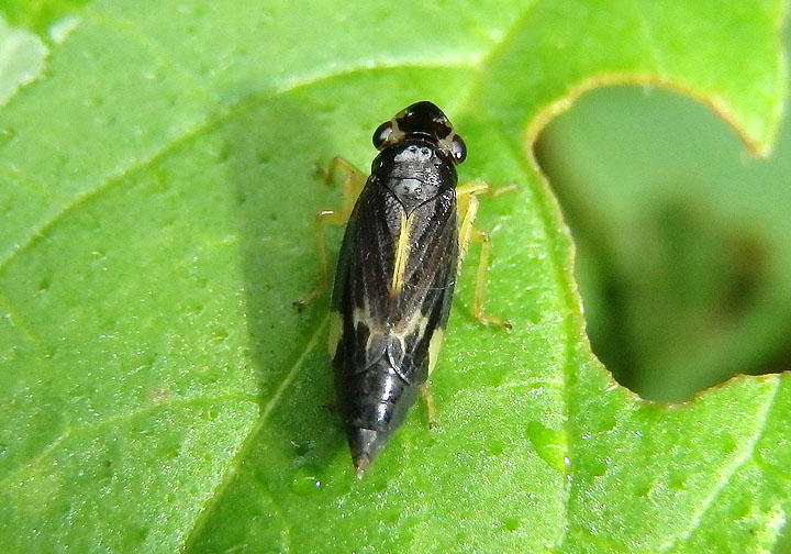 Evacanthus nigramericanus; Leafhopper species; female