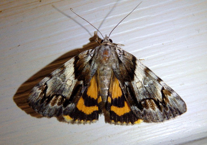 8867 - Catocala blandula; Charming Underwing