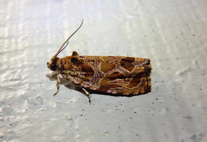 2795 - Olethreutes tilianum; Basswood Olethreutes Moth