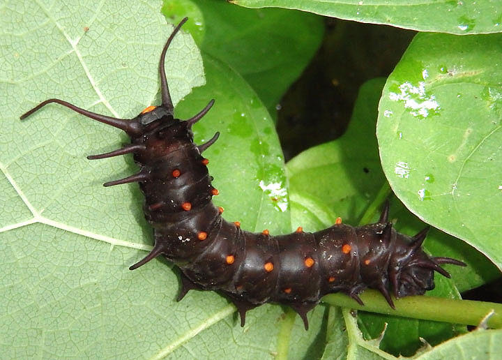 Battus philenor; Pipevine Swallowtail caterpillar