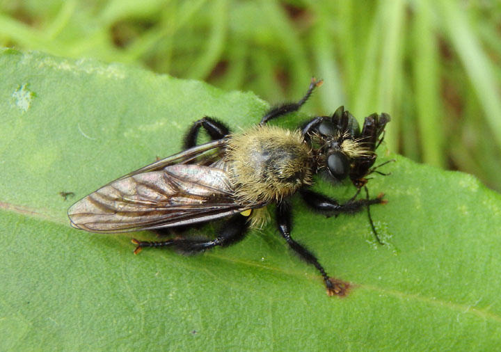 Laphria flavicollis; Robber Fly species