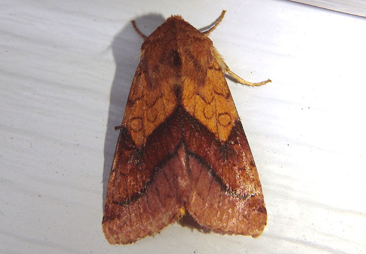 11064 - Pyrrhia exprimens; Purple-Lined Sallow