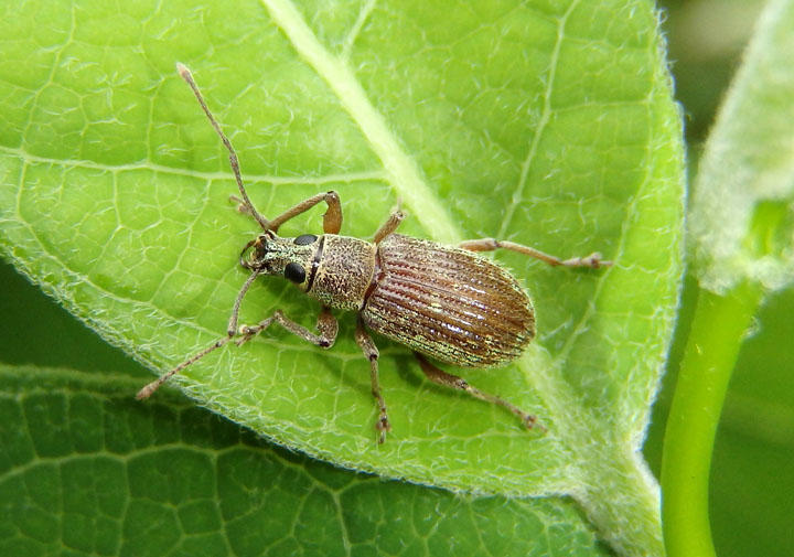 Cyrtepistomus castaneus; Asiatic Oak Weevil; exotic