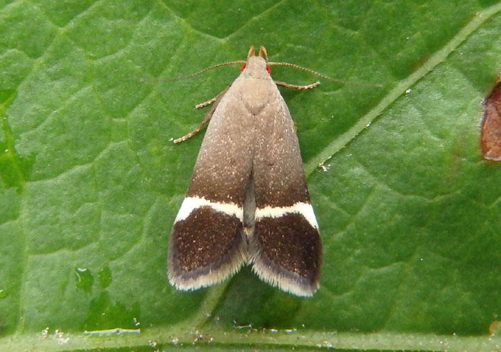 2230 - Anacampsis agrimoniella; Twirler Moth species