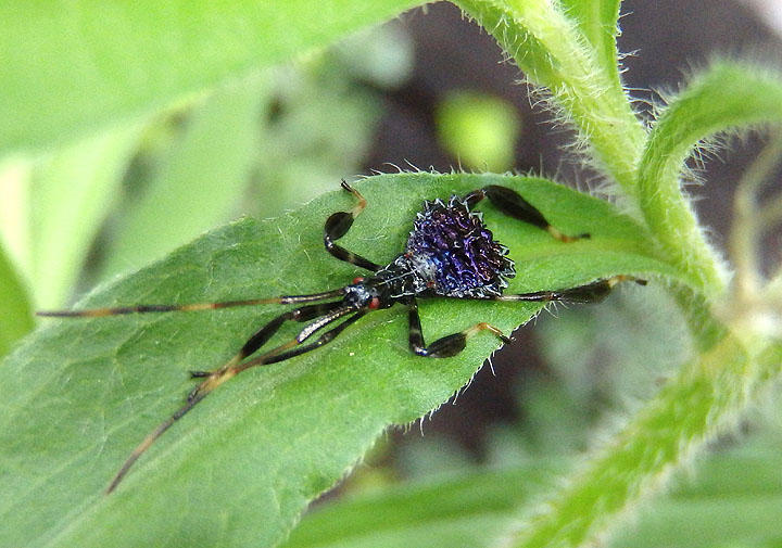 Acanthocephala terminalis; Leaf-footed Bug species nymph 