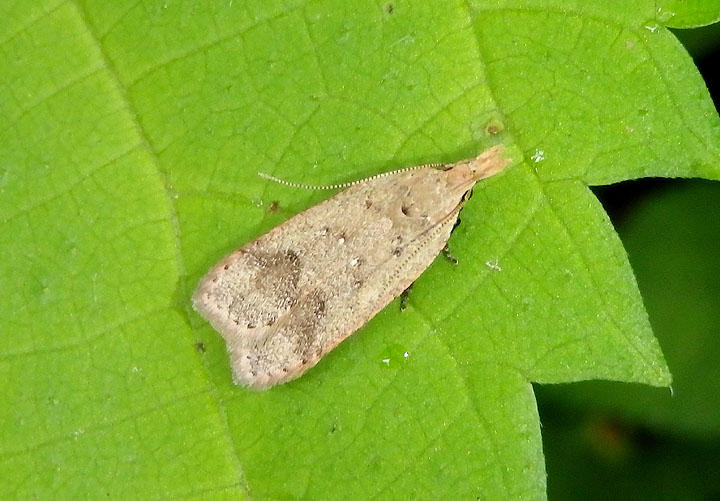 2277 - Dichomeris georgiella; Twirler Moth species
