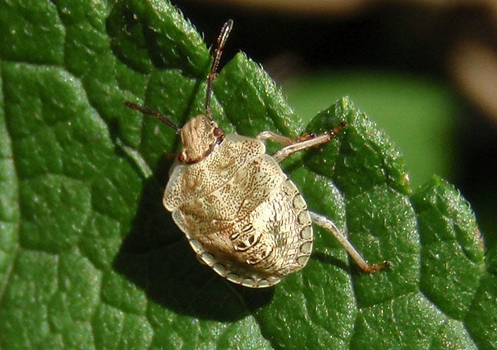Euschistus Stink Bug species; late instar