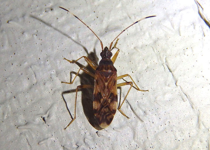 Ozophora picturata; Dirt-colored Seed Bug species
