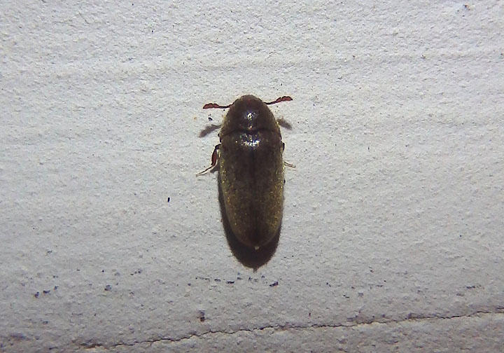 Throscidae False Click Beetle species