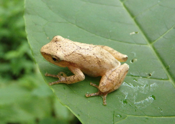 Spring Peeper 
