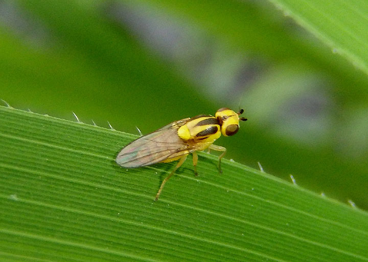 Thaumatomyia Frit Fly species