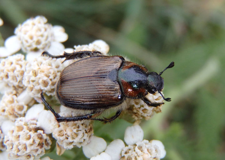 Strigoderma arbicola; Sand Chafer