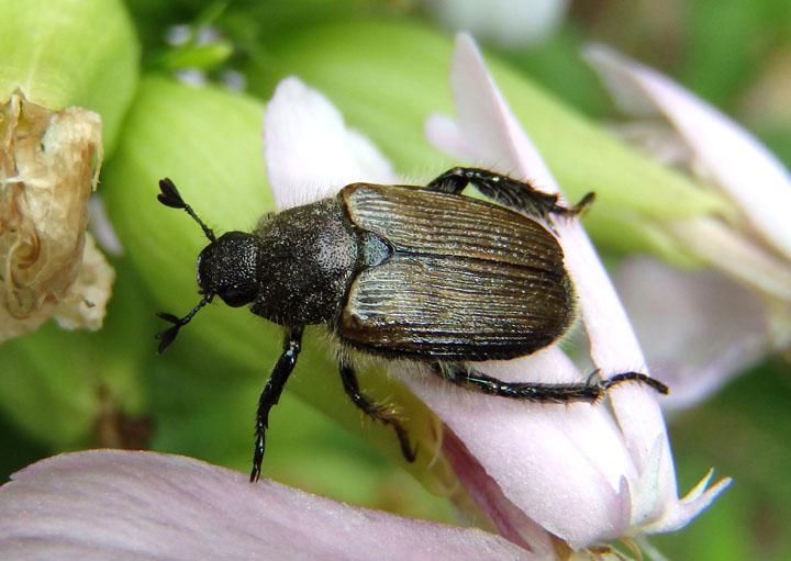 Strigoderma arbicola; Sand Chafer
