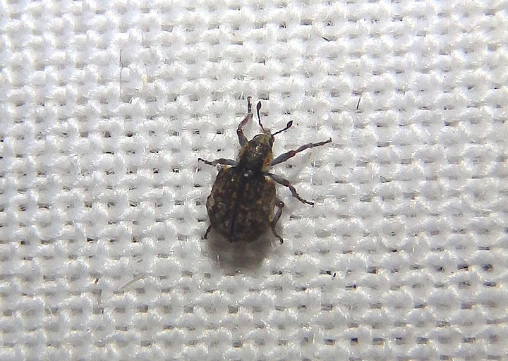 Stenopelmus rufinasus; Water Fern Weevil