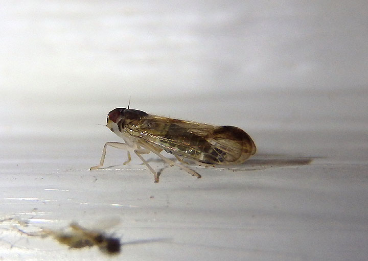 Haplaxius Cixiid Planthopper species