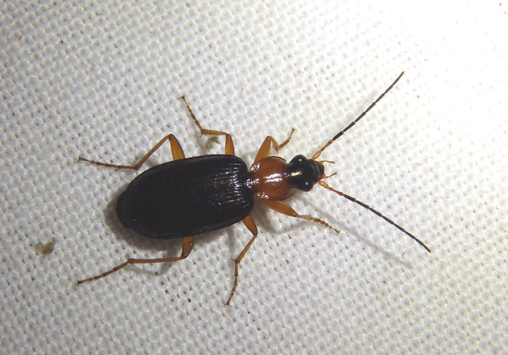 Agonum decorum; Ground Beetle species