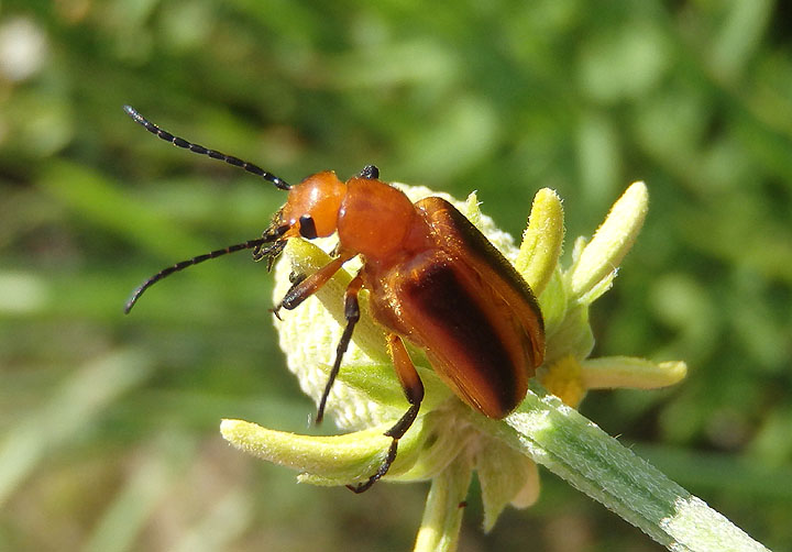 Zonitis vittigera/perforata complex; Blister Beetle species