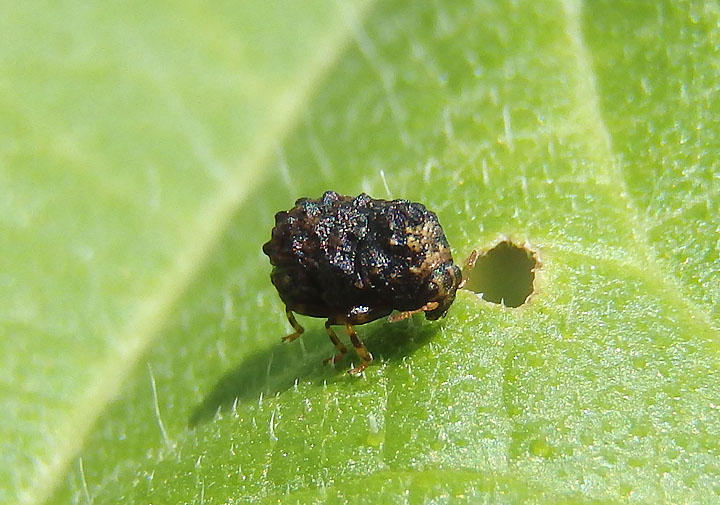 Exema Warty Leaf Beetle species
