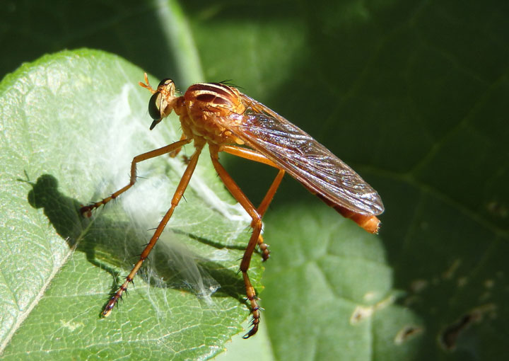 Diogmites neoternatus; Hanging-thief Robber Fly species