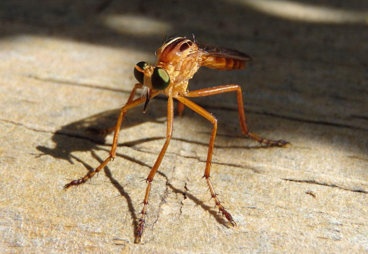Diogmites neoternatus; Hanging-thief Robber Fly species