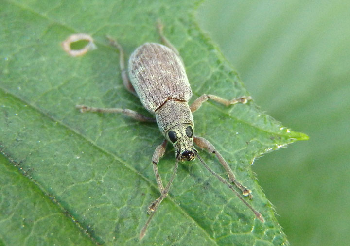 Cyrtepistomus castaneus; Asiatic Oak Weevil; exotic