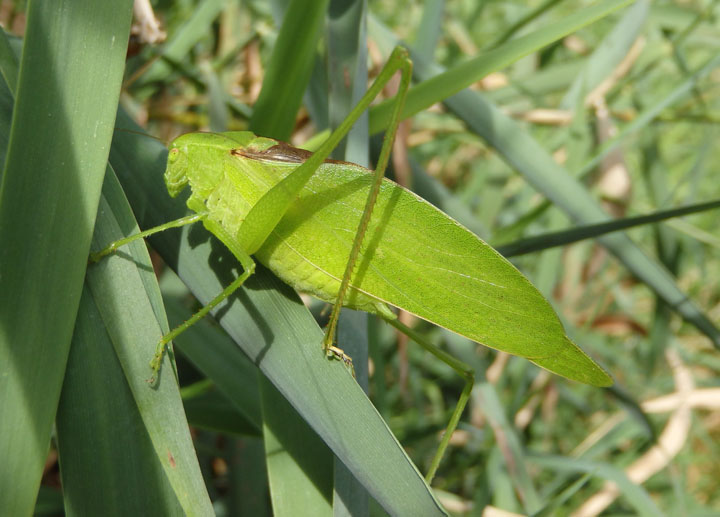 Amblycorypha oblongifolia; Oblong-winged Katydid