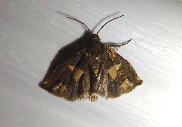 3172 - Epiblema strenuana; Ragweed Borer