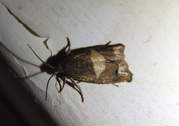 3172 - Epiblema strenuana; Ragweed Borer