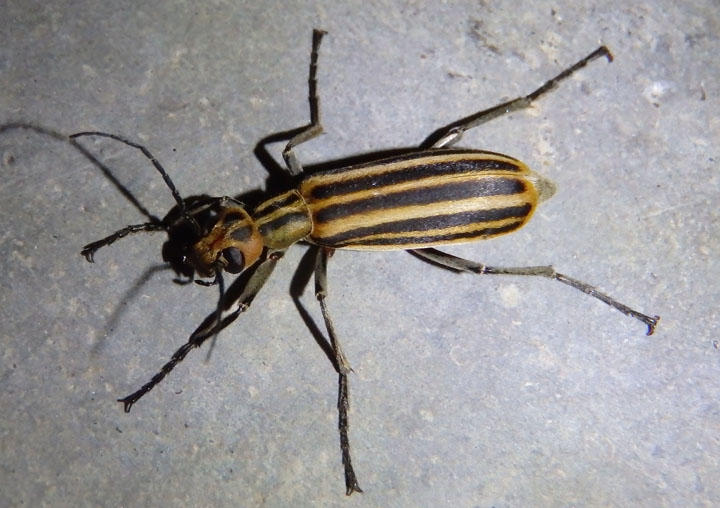 Epicauta vittata; Striped Blister Beetle