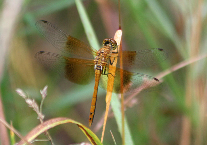 Sympetrum semicinctum; Band-winged Meadowhawk; female