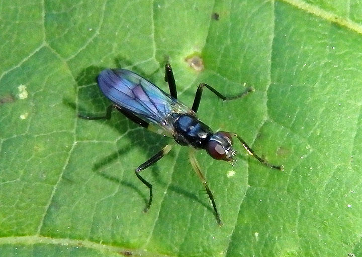 Cordilura varipes; Dung Fly species