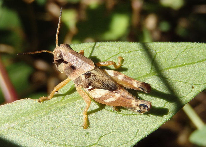 Aidemona azteca; Aztec Spur-throat; female nymph 