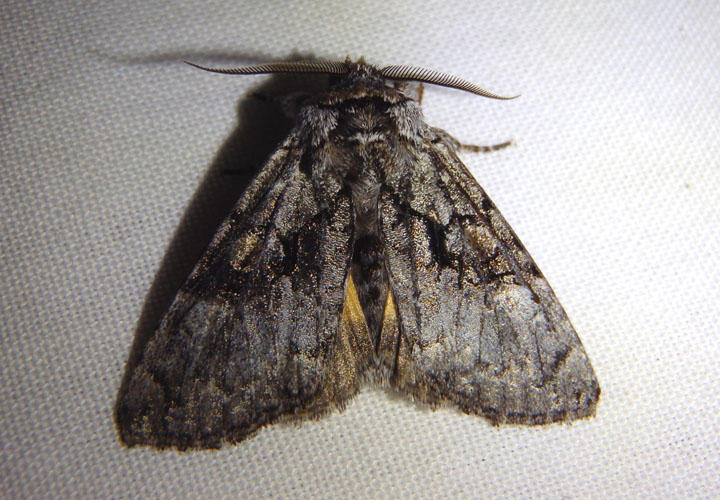 9188 - Charadra franclemonti; Owlet Moth species