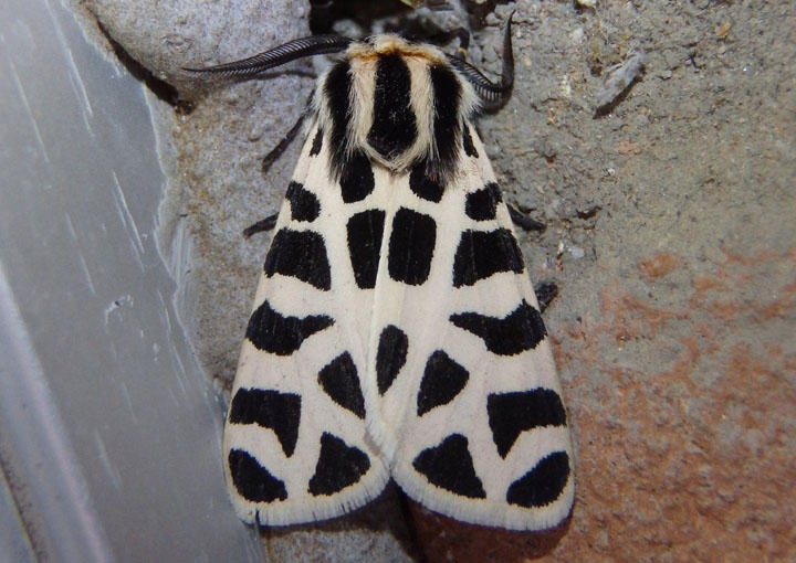 8180 - Grammia incorrupta; Tiger Moth species