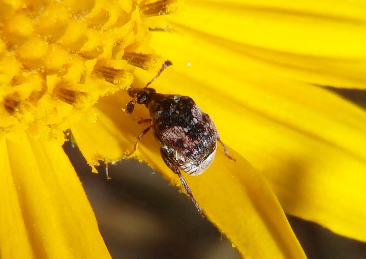 Megacerus maculiventris; Large-horned Bruchid species; female