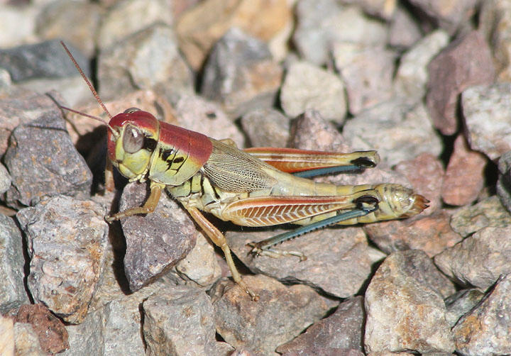 Phoetaliotes nebrascensis; Large-headed Grasshopper; female